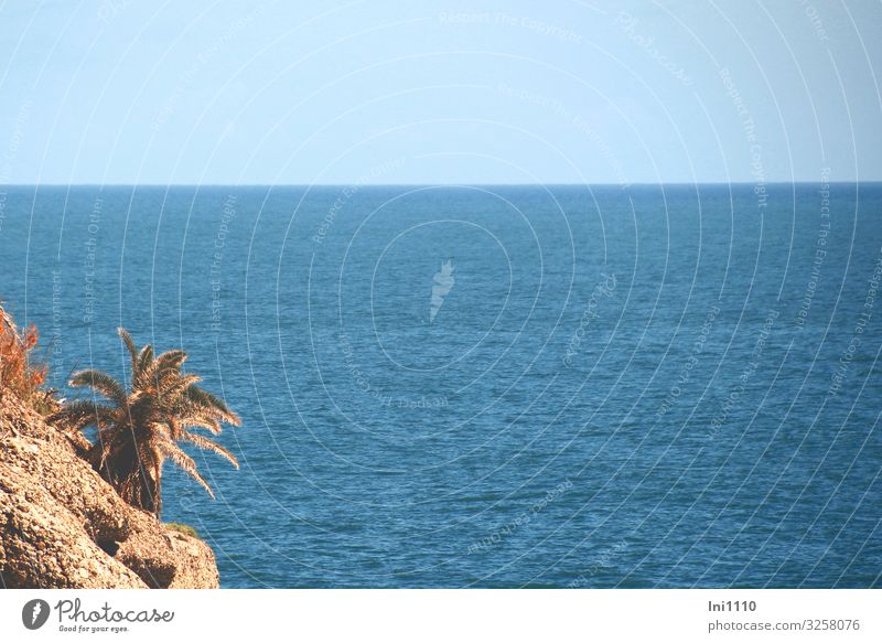 Portofino Seeküste Landschaft Luft Wasser Himmel Sommer Pflanze Blatt Grünpflanze Wildpflanze Palme Küste Meer Insel Stein blau braun grün Italien Felsen