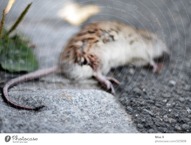 Tote Ratte Tier Wildtier Totes Tier Fell 1 liegen Gefühle Stimmung Tod Vergänglichkeit Schädlinge Rattengift Gift vergiftet töten Mord Rattenschwanz Schwanz
