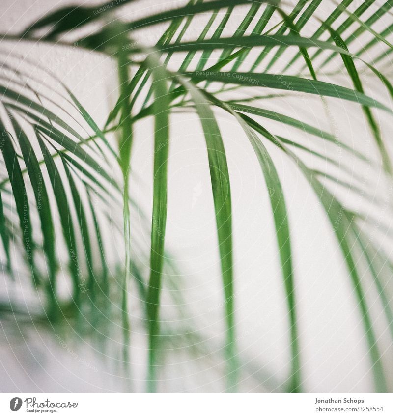 Zimmerpflanze Pflanze ästhetisch Zufriedenheit Palme Innenaufnahme weiß grün Muster Strukturen & Formen Hintergrundbild Unschärfe Tilt-Shift Experiment Blatt