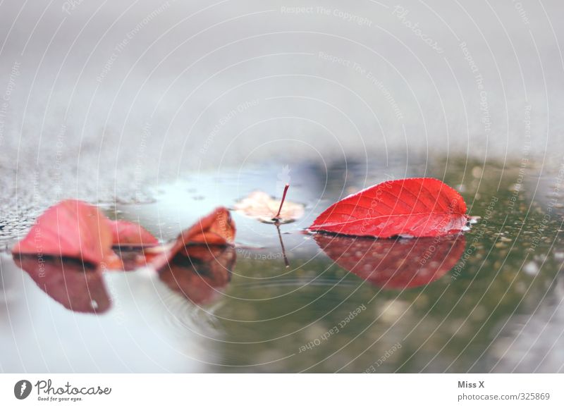 Herbstlich Wasser schlechtes Wetter Regen Blatt nass rot Herbstlaub Pfütze Straße Farbfoto mehrfarbig Außenaufnahme Menschenleer Textfreiraum oben
