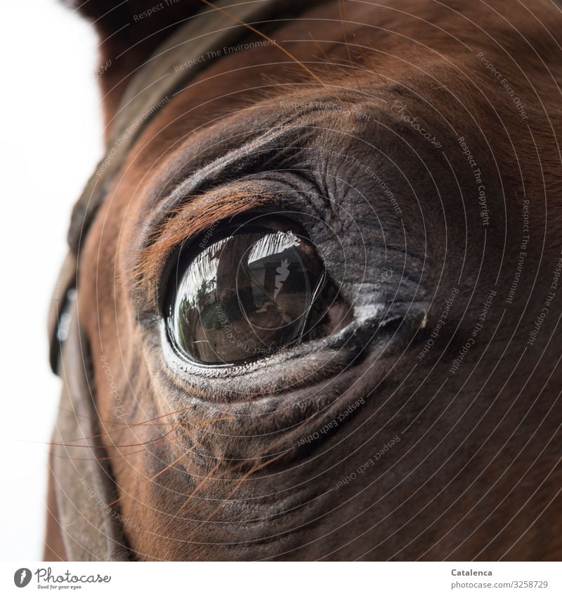 Ein braunes Pferdeauge schaut ängstlich in die Kamera Auge Tier Blick Tierporträt Blick in die Kamera Nutztier Detailaufnahme Natur Angst