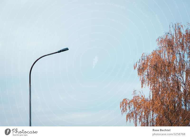Letzte Laterne Energiewirtschaft Straßenbeleuchtung Herbst Baum Birke blau braun orange Wolken Farbfoto Außenaufnahme Textfreiraum Mitte Tag