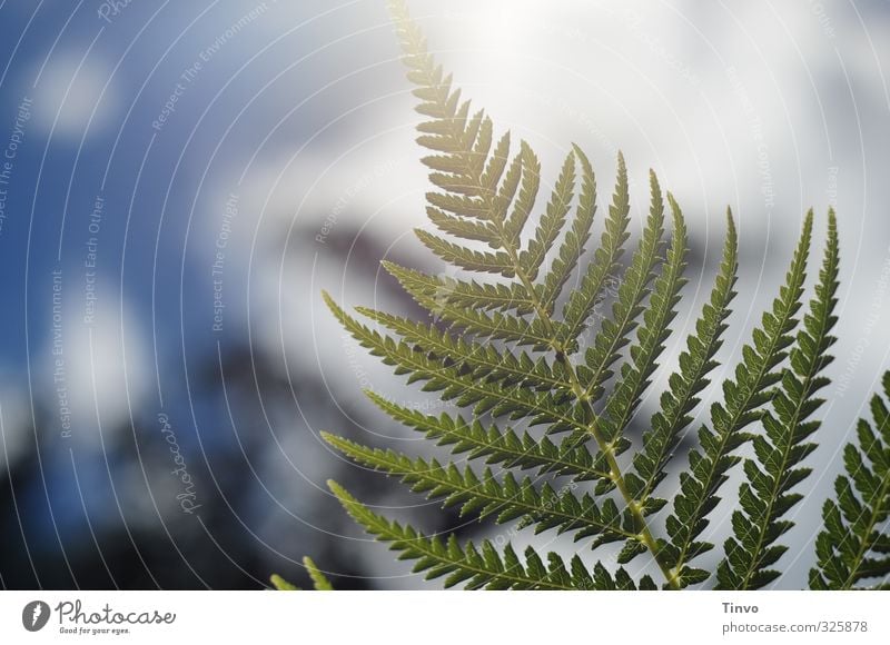 Pflanze | im Gegenlicht Natur Himmel Schönes Wetter Farn blau grün weiß filigran Farbfoto Außenaufnahme Nahaufnahme Menschenleer Textfreiraum links Tag Kontrast