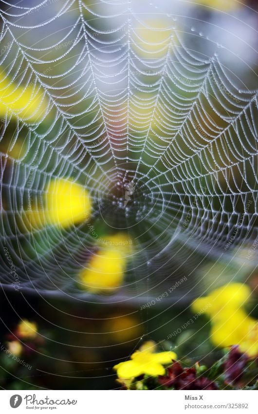 Netz Tier Spinne Natur Netzwerk Spinnennetz Blüte Tau Wassertropfen Farbfoto mehrfarbig Außenaufnahme Nahaufnahme Muster Menschenleer Textfreiraum oben