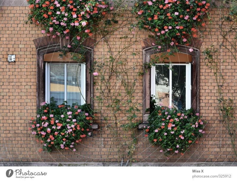 Fassade Häusliches Leben Wohnung Traumhaus Renovieren Blume Altstadt Haus Fenster Blühend hängen alt Pelargonie Balkonpflanze Fensterbrett Wachstum bewachsen