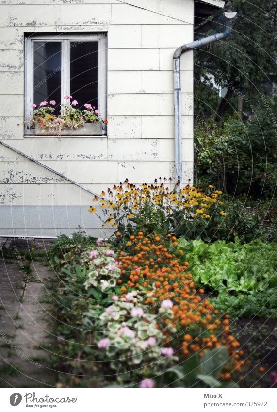 Bauernhaus Häusliches Leben Wohnung Garten Renovieren Sommer Pflanze Blume Blüte Haus Hütte Mauer Wand Fenster Blühend alt Bauernhof Bauerngarten Beet Farbfoto