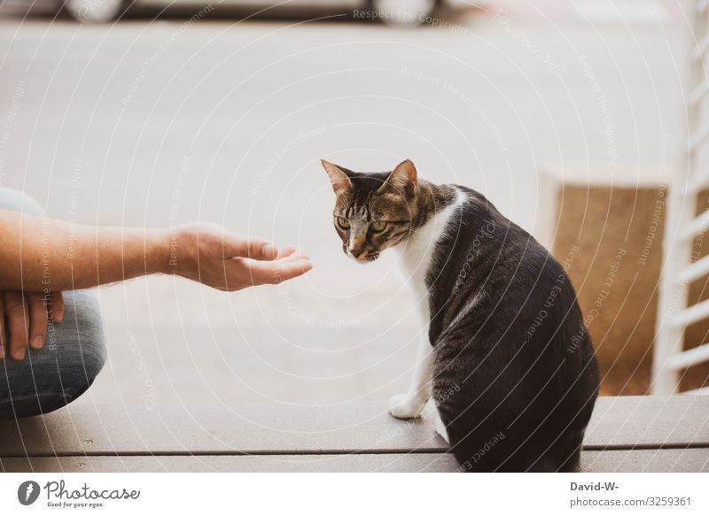 Tierlieb Lifestyle Stil Wohnung Mensch maskulin Erwachsene Leben 1 Haustier Katze Tiergesicht beobachten Hand ausgestreckt Wachsamkeit sanft Vorsicht Liebe