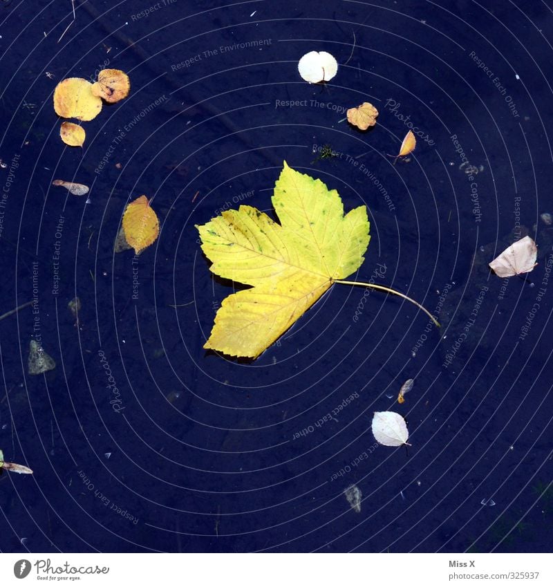 Herbst Wasser Blatt Teich See blau gelb fallen herbstlich Herbstlaub Herbstbeginn Ahornblatt Im Wasser treiben Farbfoto mehrfarbig Außenaufnahme Menschenleer