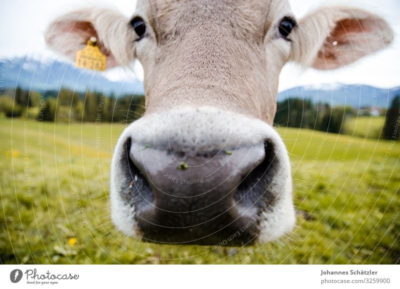 Elsa Nutztier Kuh Tiergesicht 1 Blick Neugier Allgäu Farbfoto Außenaufnahme Tag Unschärfe Schwache Tiefenschärfe Weitwinkel Tierporträt Blick in die Kamera