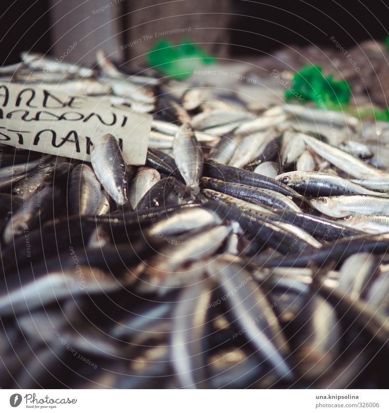 frischer fisch Lebensmittel Fisch Ernährung Bioprodukte Tier Totes Tier Schuppen Tiergruppe natürlich Markt Farbfoto Außenaufnahme Detailaufnahme
