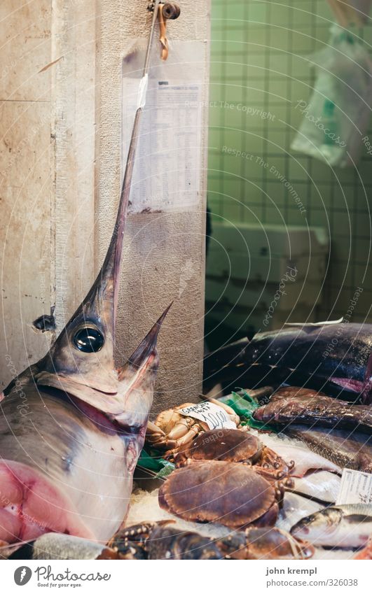 Pieksfisch Fisch schwertfisch kaufen Essen Duft frisch lecker Appetit & Hunger Umwelt Umweltverschmutzung Umweltschutz Markt Marktstand Fischmarkt Fischgericht