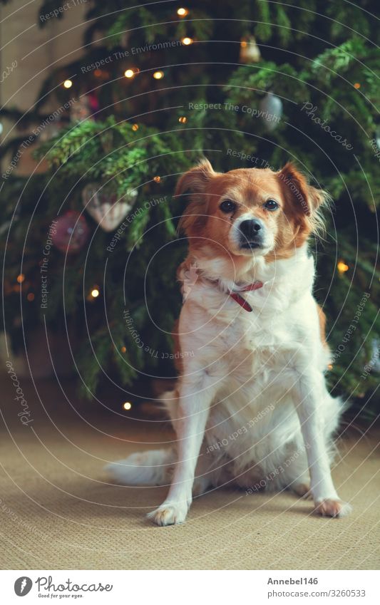 Porträt von Happy brauner süßer Hund, Hund mit Bokeh-Hintergrund Freude Glück Gesicht Spielen Sommer Baby Freundschaft Natur Tier Gras Pelzmantel Haustier