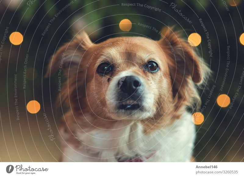 Porträt von Happy brown cute dog, mit Bokeh Hintergrund Freude Glück Gesicht Spielen Sommer Baby Freundschaft Natur Tier Gras Pelzmantel Haustier Hund