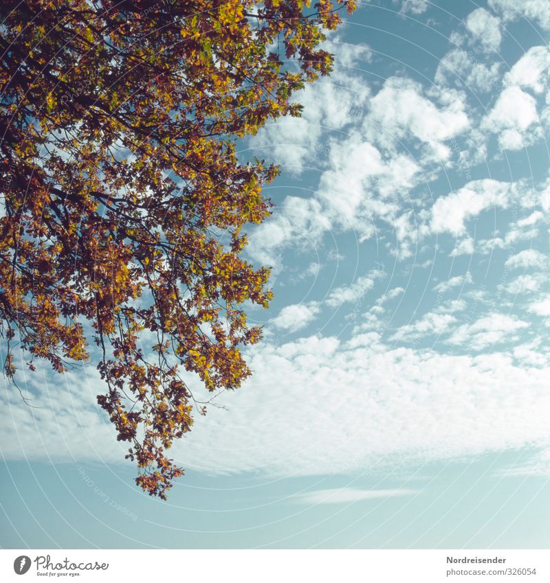 Spätsommer ruhig Natur Pflanze Himmel Wolken Herbst Klima Schönes Wetter Baum dehydrieren natürlich trocken blau mehrfarbig Farbe Vergänglichkeit