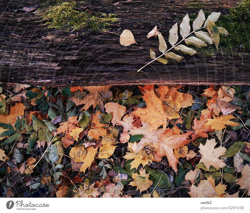 Vergänglich Umwelt Natur Landschaft Herbst Schönes Wetter Blatt Baumstamm Holz trocken unten mehrfarbig Idylle Vergänglichkeit Herbstlaub Moos Farbfoto