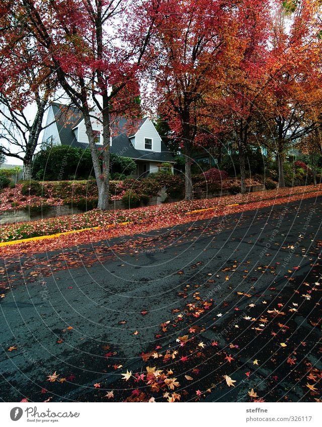 Im Sommer ist nach dem Sommer Natur Herbst Regen Baum eugene USA Kleinstadt Einfamilienhaus Straße ästhetisch Idylle Herbstlaub Blatt Farbfoto mehrfarbig