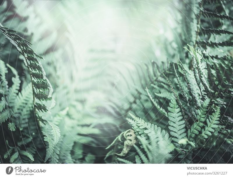 Tropischer Farnhintergrund der Dschungelnatur tropisch Wurmfarn Hintergrund Natur Immergrün Stimmung im Freien Farnblätter Buchse grüner Blatthintergrund