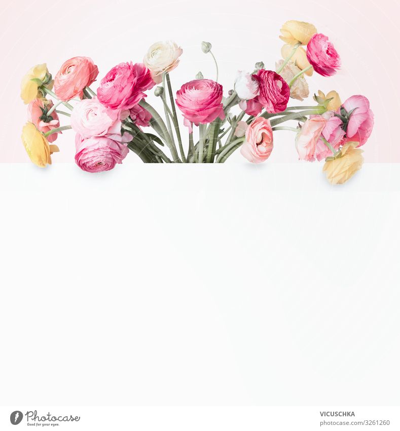 Creative flowers concept Lifestyle Design Sommer Natur Pflanze Mode Blumenstrauß springen trendy rosa creative lovely colorful buttercups bunch Entwurf white