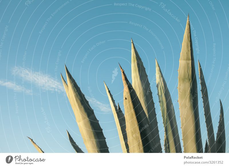 #A0# Don't Touch Kunst Kunstwerk ästhetisch Kaktus Kaktusfeld Fuerteventura Kakteenstacheln Wärme heiß Klimawandel Himmel Pflanze Wachstum Wüste mediterran