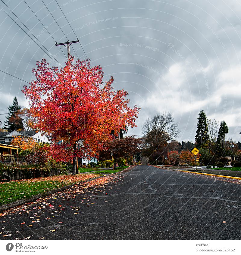 Sommer wird überbewertet Wolken Herbst Baum eugene USA Kleinstadt Haus Straße Verkehrszeichen Verkehrsschild schön Menschenleer ruhig mehrfarbig Farbfoto