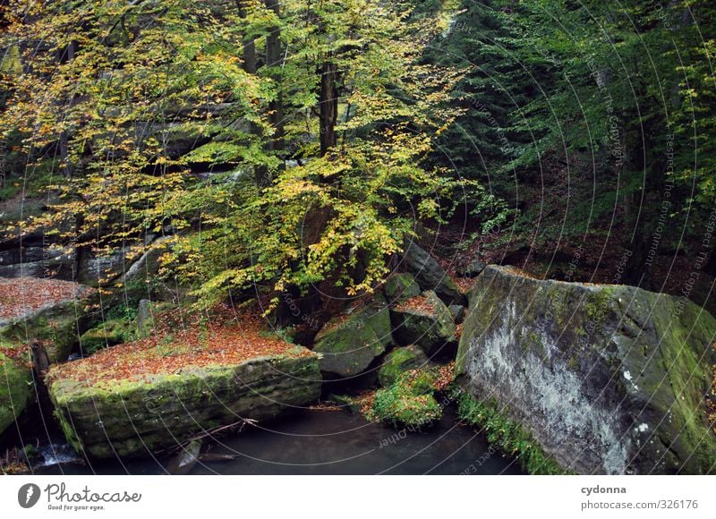 Felsig Ferien & Urlaub & Reisen Tourismus Ausflug Abenteuer wandern Umwelt Natur Landschaft Wasser Herbst Baum Wald Felsen Bach Fluss Einsamkeit einzigartig