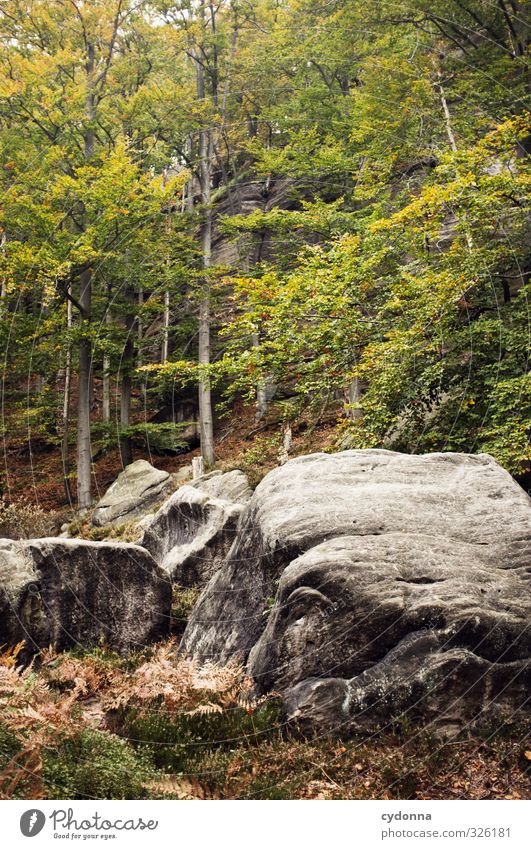 Felsig harmonisch Erholung ruhig Ferien & Urlaub & Reisen Tourismus Abenteuer Expedition wandern Umwelt Natur Landschaft Herbst Baum Wald Felsen