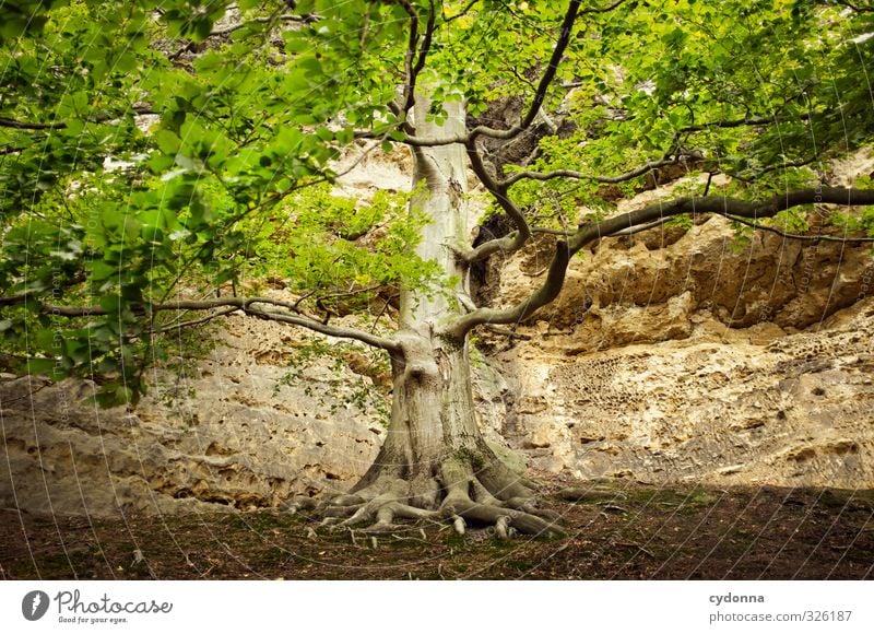 Lebensbaum Gesundheit Erholung ruhig wandern Umwelt Natur Sommer Baum Wald Felsen Berge u. Gebirge einzigartig Erfahrung Ewigkeit Freiheit Hoffnung Idylle