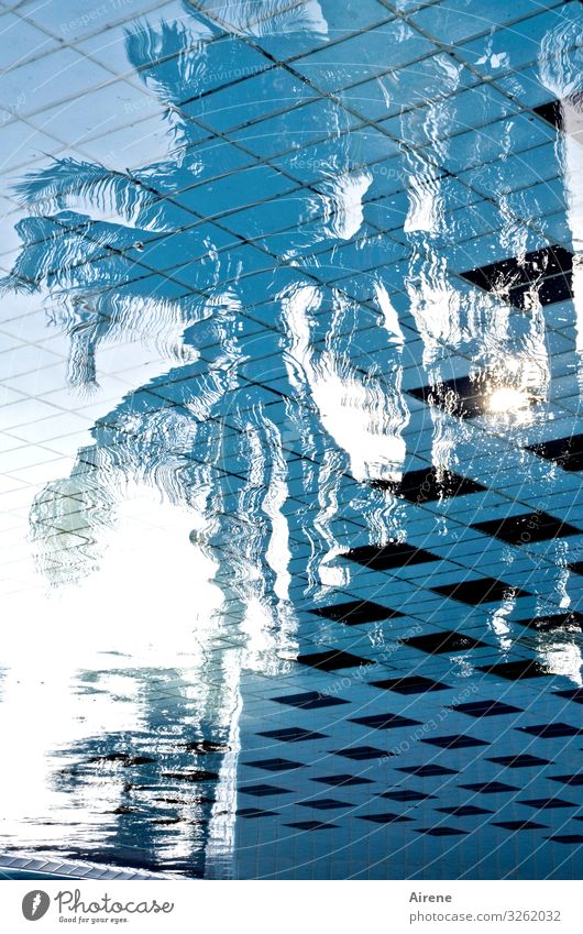 Sehnsuchtsort Palme Schwimmen & Baden nass Schwimmbad Ferien & Urlaub & Reisen Urlaubsstimmung Hotelpool exotisch Erholung Erfrischung Spiegelbild Palmenstrand