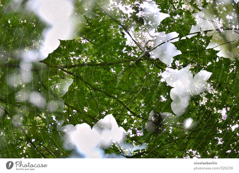 Pflanze | Sommerblatt Natur Schönes Wetter Baum Blatt Grünpflanze Park Wald ästhetisch groß nachhaltig schön weich Doppelbelichtung grün Farbfoto Außenaufnahme