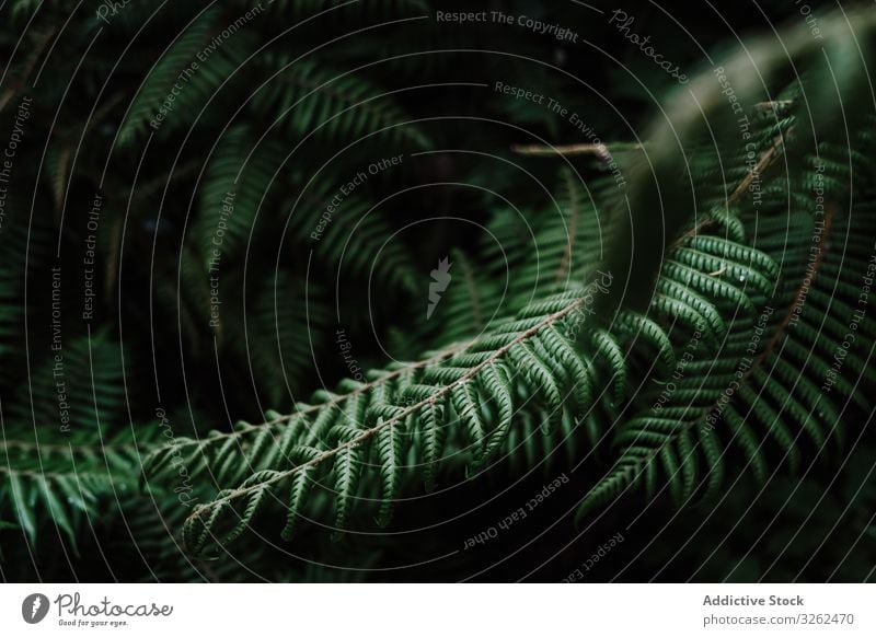 Natürliches Muster mit Farnblättern Wurmfarn Blätter tropisch Hintergrund natürlich grün Pflanze Natur Neuseeland Laubwerk Wald Botanik Öko Zweig schön