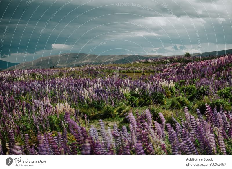 Majestätische Ansicht eines Feldes mit blühenden Lupinenblüten in Neuseeland Landschaft bedeckt Natur wolkig Blütezeit Blume grau Sommer Gras malerisch