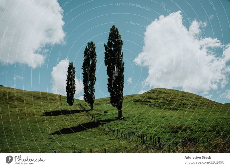 Bäume auf grünen Hügeln in Neuseeland Baum Wiese Tal Cloud Himmel blau Landschaft Lombardei-Pappel Windstille ruhig Zaun hölzern tiefstehend Korral Weide Sommer
