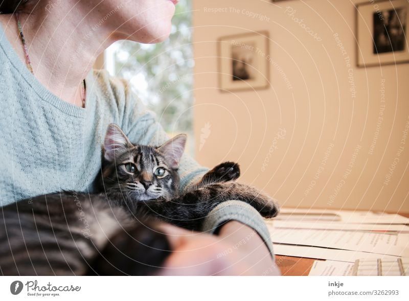 Katze liegt im Arm einer Frau im Homeoffice Lifestyle Freizeit & Hobby Häusliches Leben Schreibtisch Bildschirm Erwachsene 1 Mensch Haustier Tiergesicht
