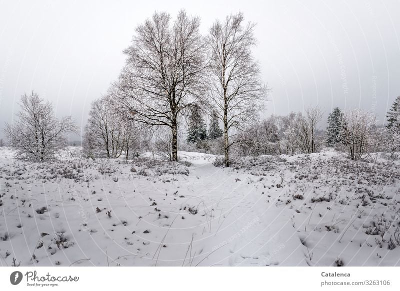 Es hat geschneit, eine leichte Schneedecke bedeckt die Moorlandschaft Winter wandern Natur Landschaft Pflanze Himmel schlechtes Wetter Eis Frost Baum Sträucher