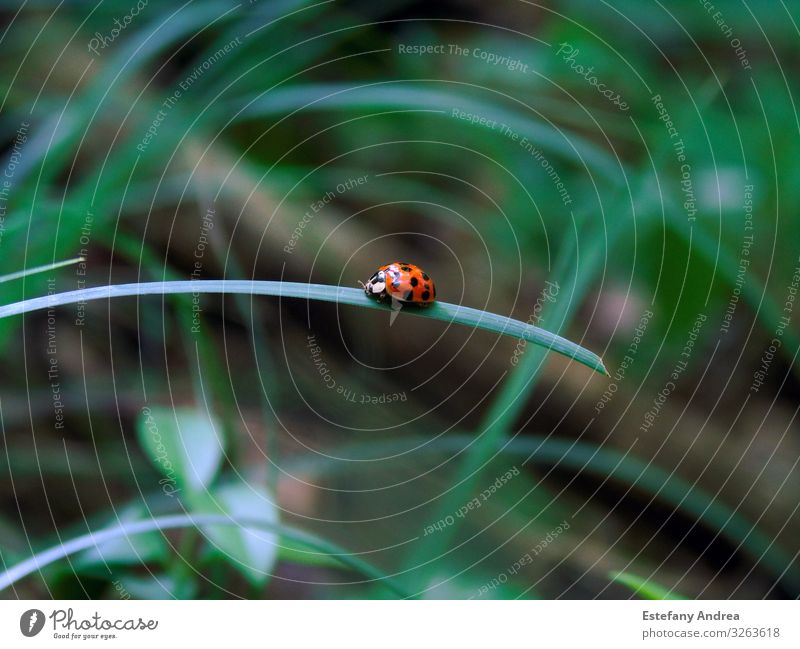 Kleiner Marienkäfer auf einem Grasblatt Tier Wildtier Käfer 1 Lebensfreude Frühlingsgefühle Akzeptanz Vertrauen Sicherheit Schutz Tierliebe schön friedlich