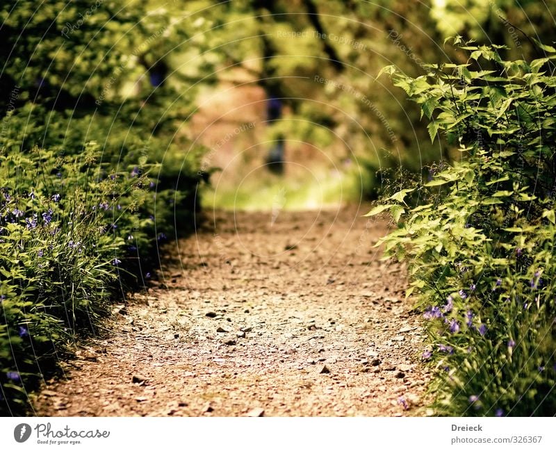 step into ... wandern Umwelt Natur Sommer Pflanze Sträucher Blatt Grünpflanze Wildpflanze Park Wald Wege & Pfade grün ruhig Erholung Farbfoto Außenaufnahme Tag