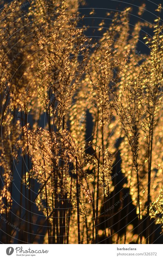 infiziert | Goldrausch Natur Pflanze Sonnenlicht Frühling Sträucher Garten leuchten Wachstum exotisch glänzend viele wild gold Stimmung Warmherzigkeit