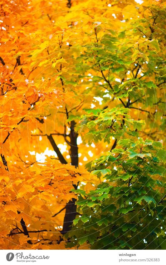 Gelbgrün Kunst Natur Pflanze Herbst Schönes Wetter Baum Blatt Herbstfärbung Farbenspiel gelb Herbstlaub Garten Park Wald Erholung mehrfarbig Gefühle Stimmung