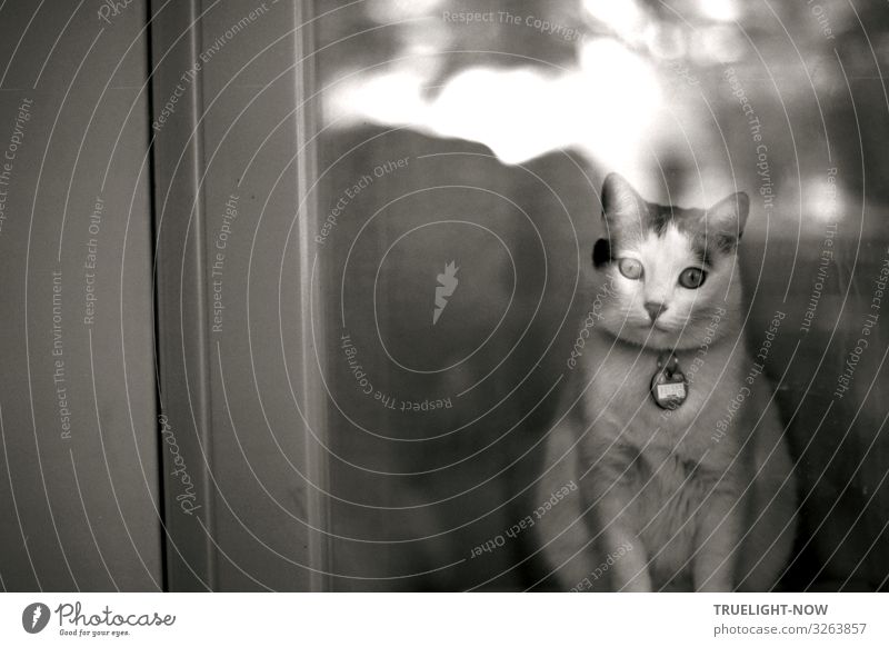 Die Katze mit dem magischem Blick (s/w analog KB) elegant Stil Freude Glück schön Freizeit & Hobby Häusliches Leben Wohnung Raum Fenster Haustier Tiergesicht