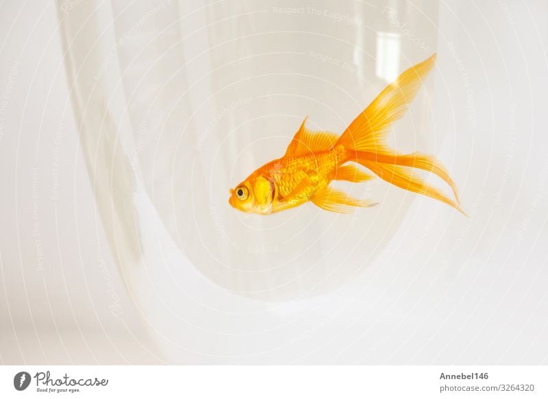 Goldfische, die in einer Fischschale auf weißem Hintergrund schwimmen, Schalen & Schüsseln schön Freiheit Business Freundschaft Natur Tier Haustier Aquarium