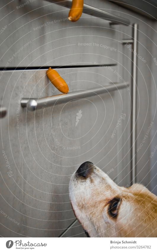 Ein frecher Beagle lechzt nach Würstchen Wurstwaren Küche Haustier Hund 1 Tier beobachten Denken Duft fallen Fressen träumen Armut lecker grau Vorfreude