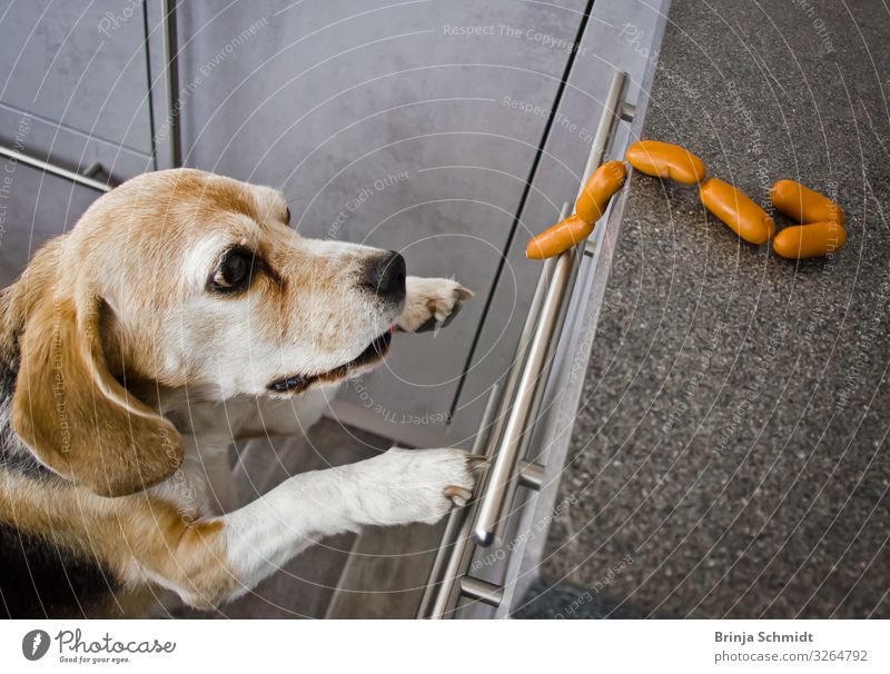 Ein frecher Beagle stiehlt Würstchen Wurstwaren Jagd Haustier Hund Tiergesicht Pfote 1 rennen Essen fangen füttern lachen springen authentisch Erfolg