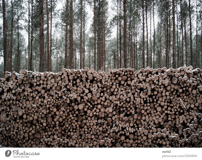 Noch viel zu tun Umwelt Natur Pflanze Himmel Baum Wald Stapel Baumstamm geschnitten Holz hoch viele Farbfoto Außenaufnahme Detailaufnahme Strukturen & Formen