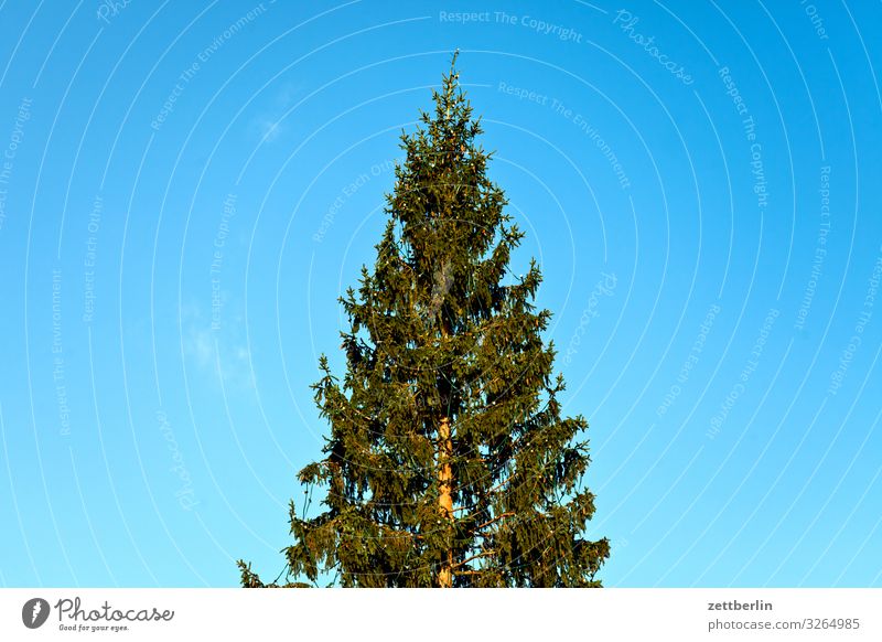 Weihnachtsbaum Weihnachten & Advent Menschenleer Nadelbaum Textfreiraum Anti-Weihnachten nordmanntanne Tanne Himmel Himmel (Jenseits)