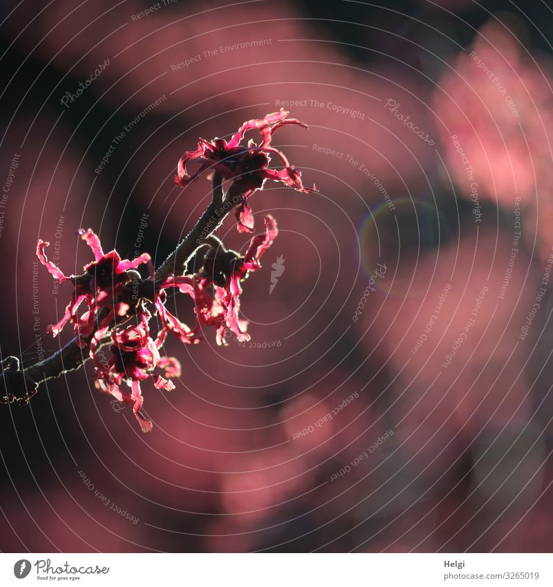 Nahaufnahme einer rot blühenden Zaubernuss im Gegenlicht mit Bokeh Umwelt Natur Pflanze Winter Sträucher Zaubernussblüte Hamamelis Zweig Park Blühend leuchten