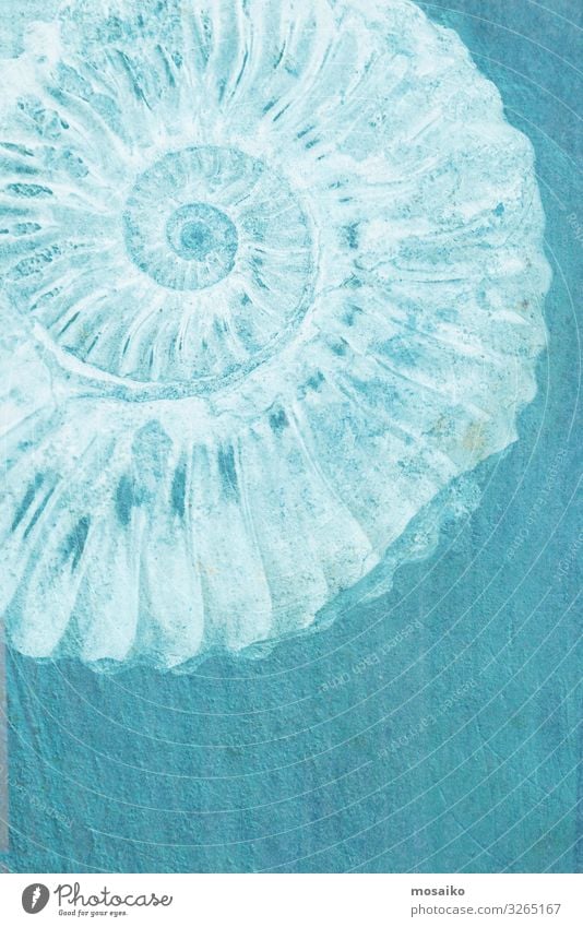 Fossil auf blauem Stein Textur elegant schön harmonisch Wohlgefühl Wissenschaften Kunst Natur Tier Felsen Zeichen alt ästhetisch historisch natürlich retro weiß