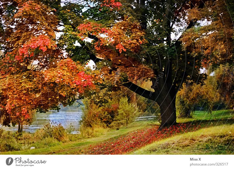Herbstlich Erholung ruhig Natur Schönes Wetter Baum Park Stimmung Farbe Idylle Vergänglichkeit Herbstlaub herbstlich Herbstfärbung Herbstlandschaft Flussufer