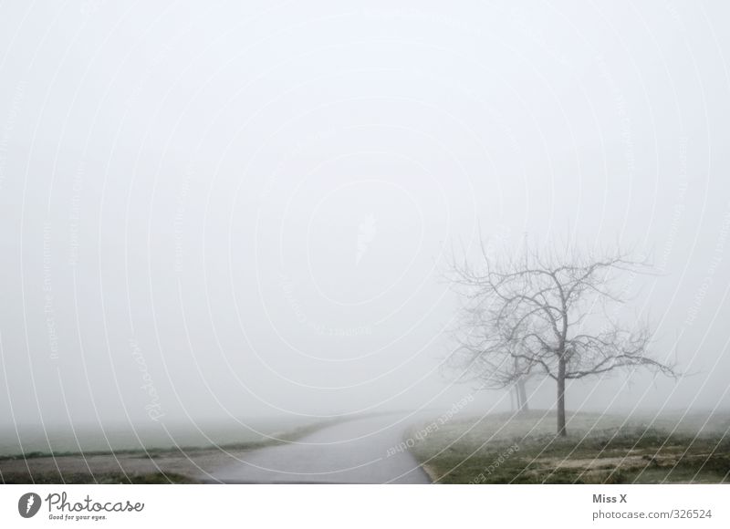 Ins Nichts Herbst Wetter Unwetter Nebel Verkehr Straße dunkel trist Verkehrswege Verkehrssicherheit Nebelschleier Nebelwand Farbfoto Gedeckte Farben