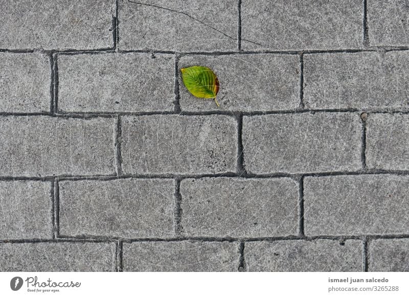 grünes Blatt auf grauem Grund Einsamkeit Isoliert (Position) Boden Natur natürlich Außenaufnahme Hintergrundbild Konsistenz zerbrechlich Herbst Jahreszeiten