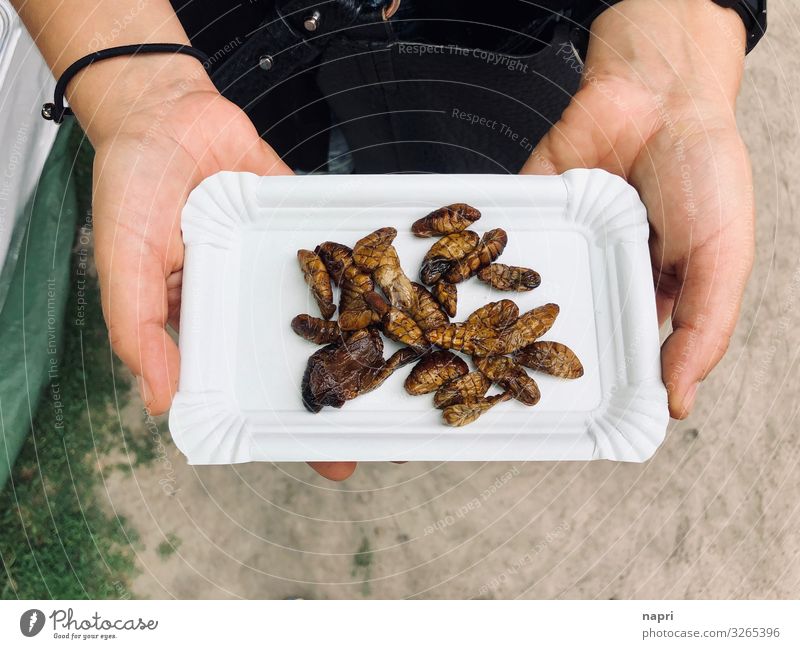 Snack Ernährung Fingerfood Insekt feminin 1 Mensch Essen außergewöhnlich Ekel exotisch Gesundheit lecker Überleben Zukunft Seidenspinner frittiert alternativ